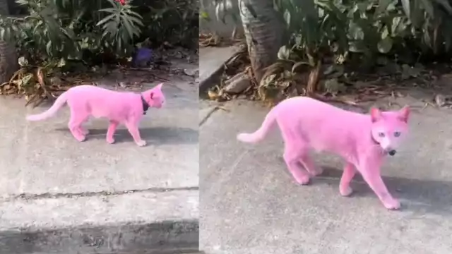 La pantera rosa de las redes sociales. Foto: Especial
