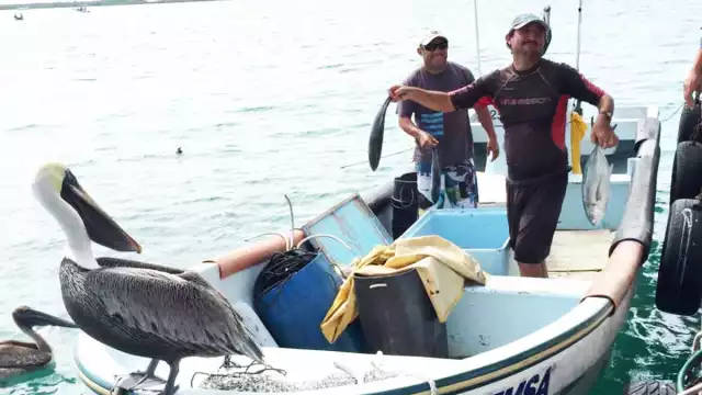 Esperan que mejore el clima para dedicarse a la captura de langosta, que se vende a un precio más conveniente.