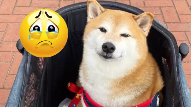 Cheems es la mascota con más memes, los cuales describe varias situaciones de la vida diaria