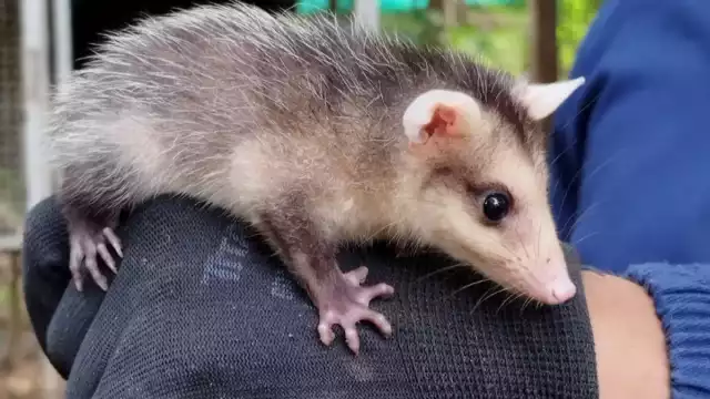 Las zarigüeyas son los mejores plaguicidas de la naturaleza