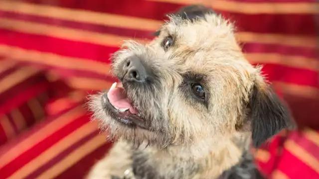 La cachorra recorrió una distancia inexplicable. Foto: Especial