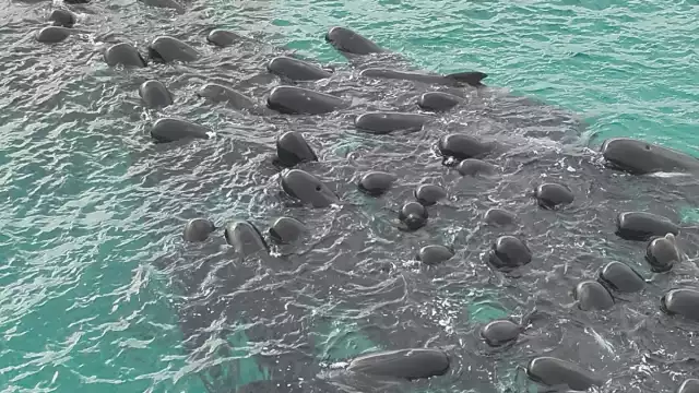 Pese a la catástrofe, se pudieron salvar más animales de esta especie. Foto: Especial