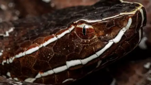 La serpiente huolpoch es de las cinco consideradas venenosas que hay en Yucatán