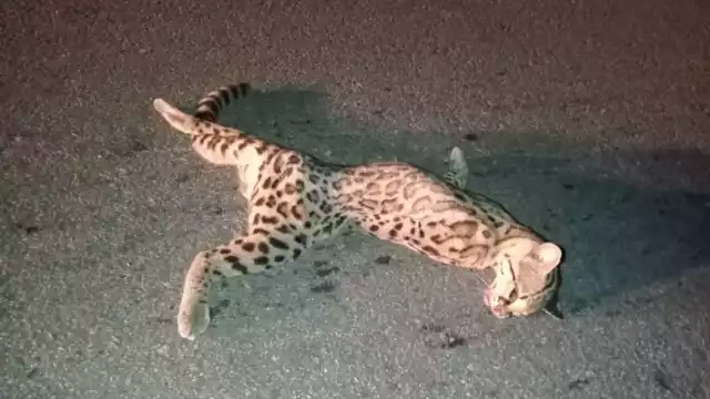 Los tigrillos suelen salir en estas temporadas cuando se produce fuertes lluvias en Yucatán