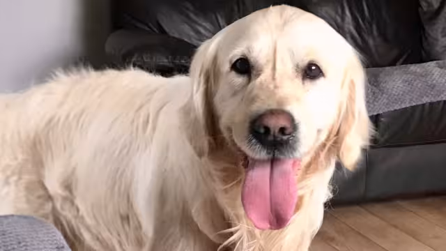 El peludito ya está en casa. Foto: Especial