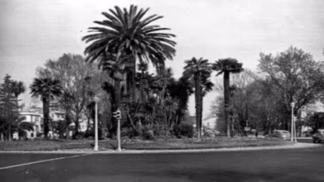 La jefa de Gobierno de la Ciudad de México indicó que en su lugar, se pondrá una jacaranda, ceiba, fresno, ahuehuete, grevilia o alguna otra especie