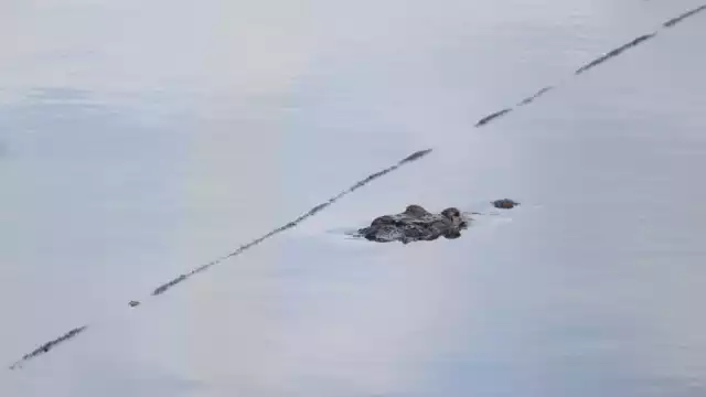 Muchos de estos animales carnívoros han comenzado a salir de su entorno para trasladarse a otros rumbos en búsqueda de alimento