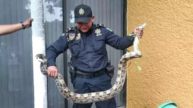 Secretaría de Seguridad Pública (SSP) llegaron para capturar una serpiente de la especie Boa Constrictor en el oriente de la ciudad de Mérida