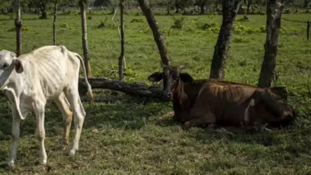 Quintana Roo carece de sistemas de riego modernos y eficientes, como en otras regiones del país, lo que deja a los productores vulnerables ante el clima