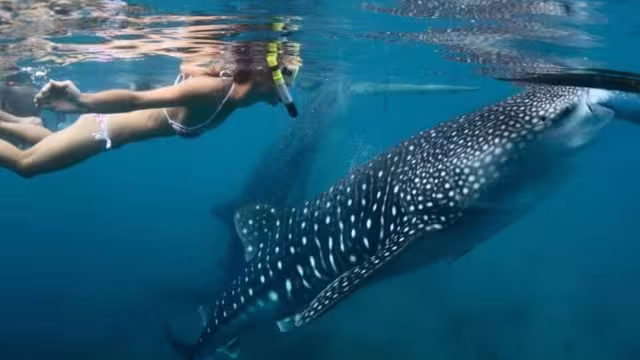 Varias embarcaciones esperan el 1 de junio para salir para asegurar el avistamiento