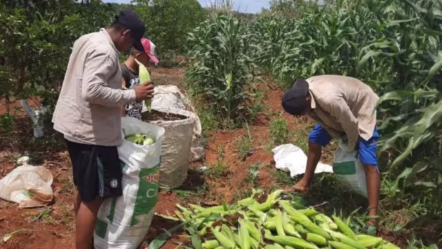 En la Unión Americana hay cerca de 160 mil yucatecos, lo que representa el 18 por ciento de la población del Estado