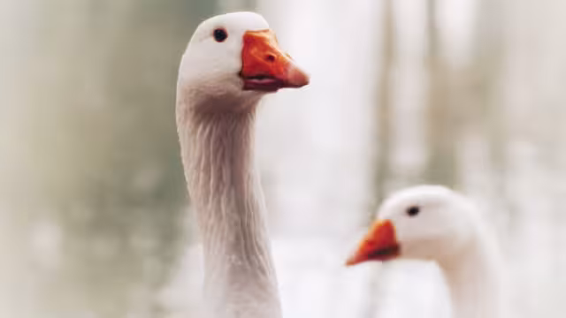 En Hungría se sacrificaron 7 mil 400 gansos por foco de gripe aviar