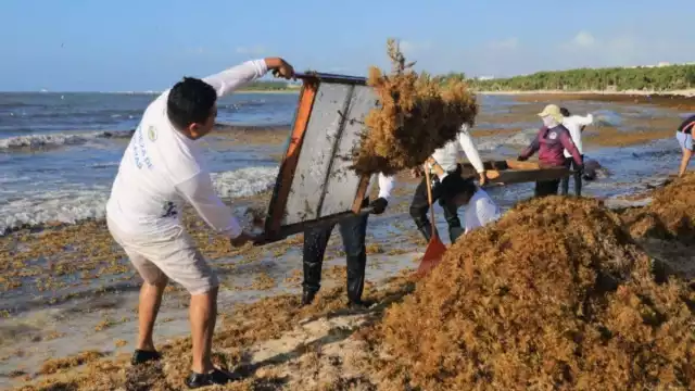 Eligieron a Solidaridad por el manejo de las algas.