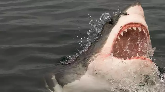 El pescador se encontraba a 500 metros de la costa. Foto:Especial