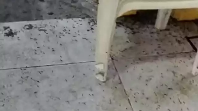 Los locatarios temen a que los visitantes no acudan al mercado municipal por las condiciones en que se encuentra