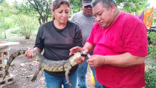 En otros municipios se reportó la captura de dos enormes boas