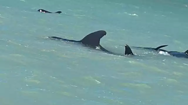 Las ballenas piloto vararon en la costa de Celestún