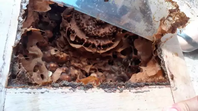 La Universidad Intercultural Maya en Dzitbalché está impulsando la producción de la miel melipona