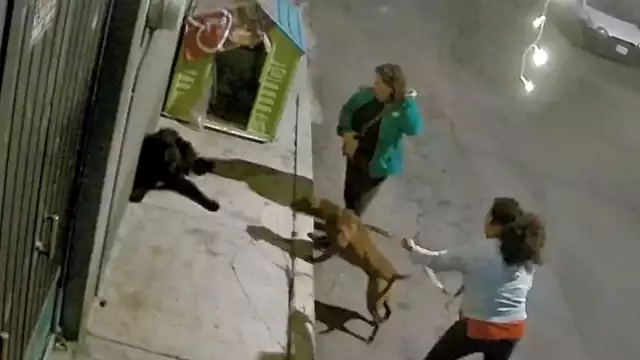 El video circula en redes sociales, donde vecinos temen por los lomitos callejeros