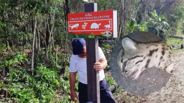 El felino tendría entre uno y dos años de edad al morir