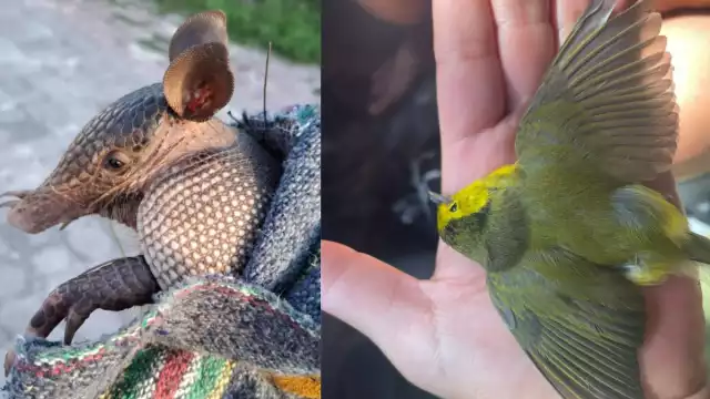 Posteriormente son revisadas y atendidas por veterinarios.