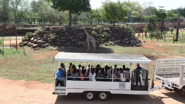 El recorrido en el Safari tiene una duración de aproximadamente media hora