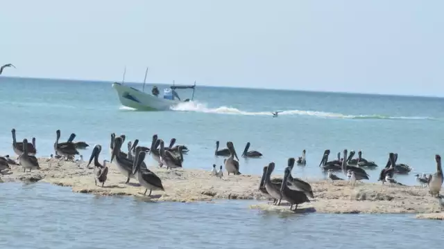 El Palmar “es una zona de amortiguamiento de diversos fenómenos naturales” que esta en riesgo, advirtió una científica de la UNAM
