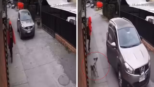 Los secuestrados huyeron gracias al perro