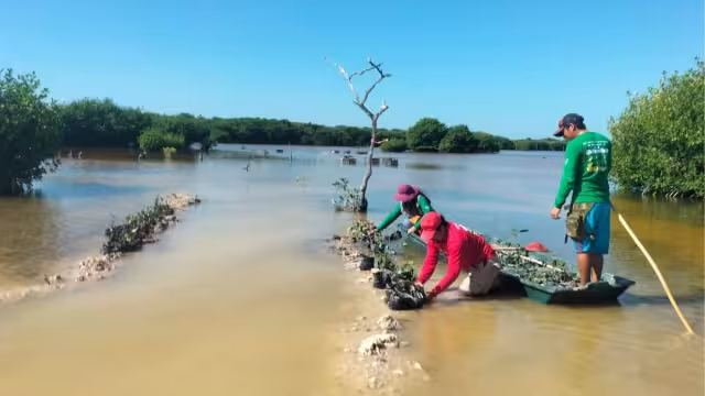 Así se desarrolla la planeación de las labores de protección a Sisal