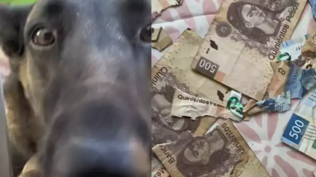 El perrito destruyó alrededor de tres mil pesos