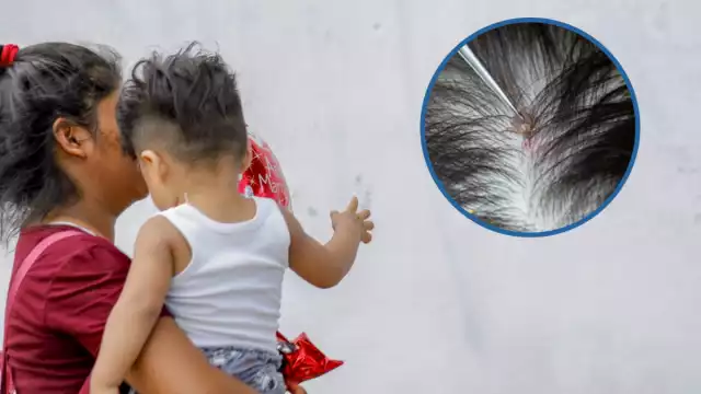 La temporada de calor suele aumentar la presencia de los insectos