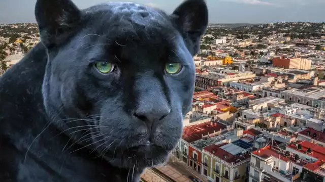 La pantera nunca fue encontrada