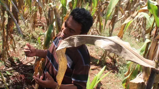 Sólo será posible entregar costales de semillas o fertilizantes