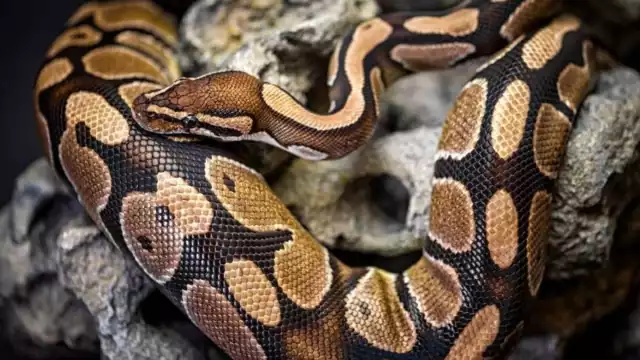 La boa de gran tamaño comía una iguala sobre un muro en Isla Mujeres