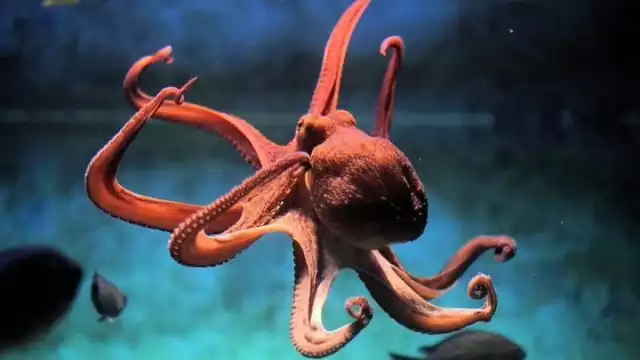 Los pulpos son una de las especies marinas que ha podido sobrevivir por más tiempo sobre la Tierra.