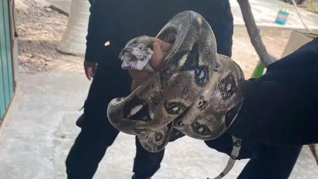 La boa se encontraba deambulando en la lámina de una casa en Tizimín