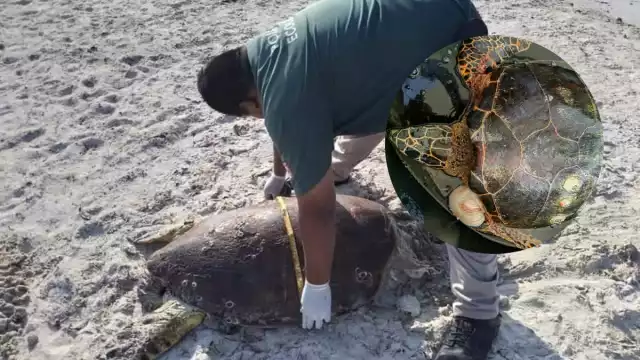 Los ataques a las tortugas se registraron durante las horas de la noche