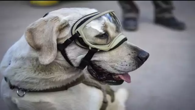 Frida lleva una rutina tranquila que le permite descansar luego de sus años operativos en la Secretaría de Marina-Armada de México