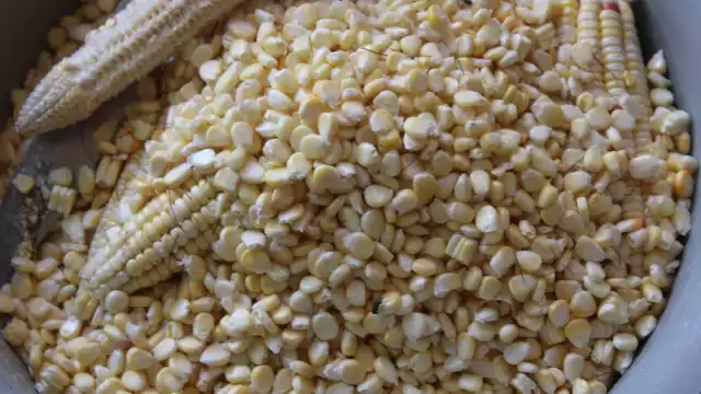 Campesinos campechanos deben a menonitas