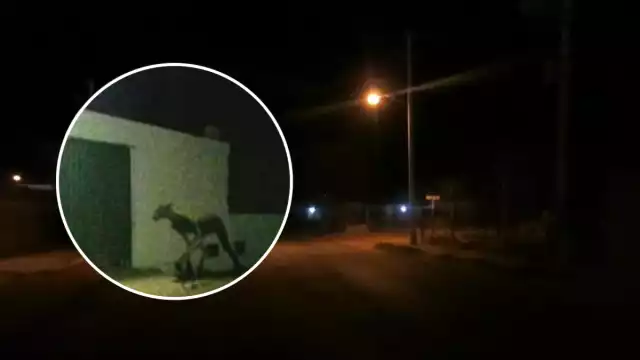 Vecinos viralizaron una fotografía antigua de un extraño ser