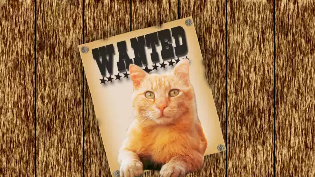 La curiosa historia de este gato español se viralizó en la red. Foto: Especial