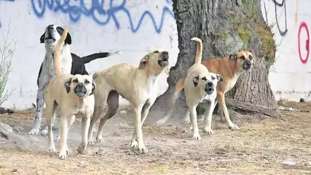 "¡Se lo están comiendo!" Jauría ataca a menor de 5 años en Argentina