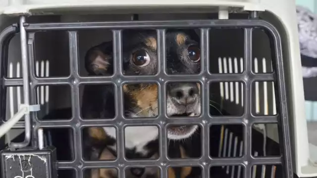 Los canes de varias razas y tamaños volaron con sus humanos de regreso a la Ciudad de México, luego de tres meses de estar en Quintana Roo