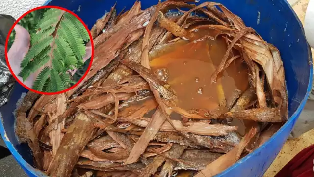 El árbol se desarrolla en regiones tropicales de México y Centroamérica