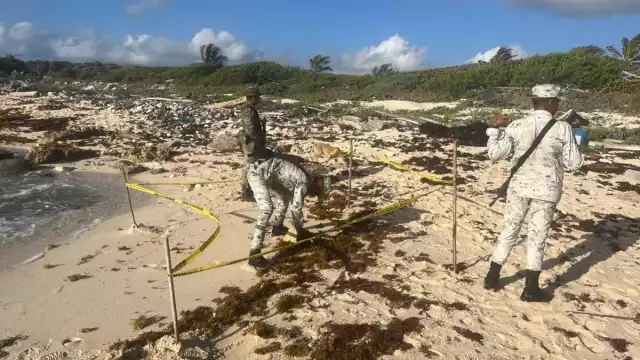 Así encontraron la marihuana en Cozumel