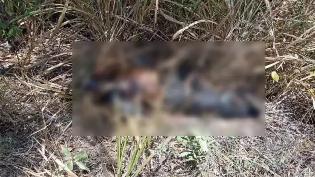 Fue hallado entre las comunidades de Becan y Valentín Gómez Farias