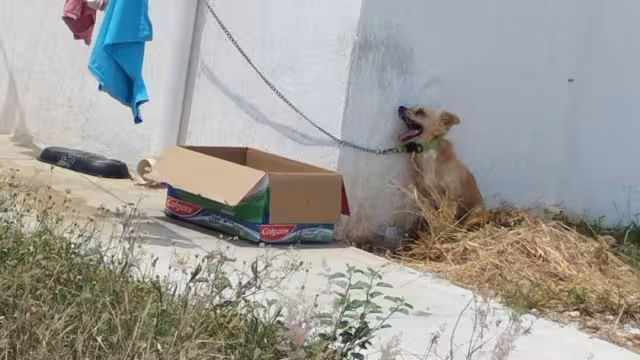Un perro murió tras quedar expuesto al Sol en el fraccionamiento Gran Calzada de Umán