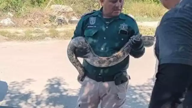 La boa fue retirada para ser trasladada lejos de las zonas habitacionales de Progreso