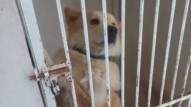 El perro permaneció detenido durante 36 horas