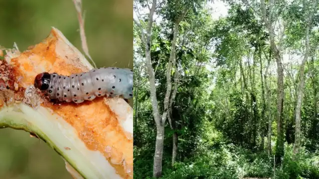 ya detectaron la   presencia de la plaga conocida como Hypsipyla grandella, más conocida como taladrador